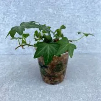 Outdoor Teak Plant 9a-teak plant-986164-7070.webp